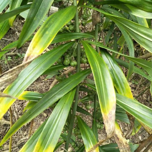 秀山姜形黄精 种植户直接销售