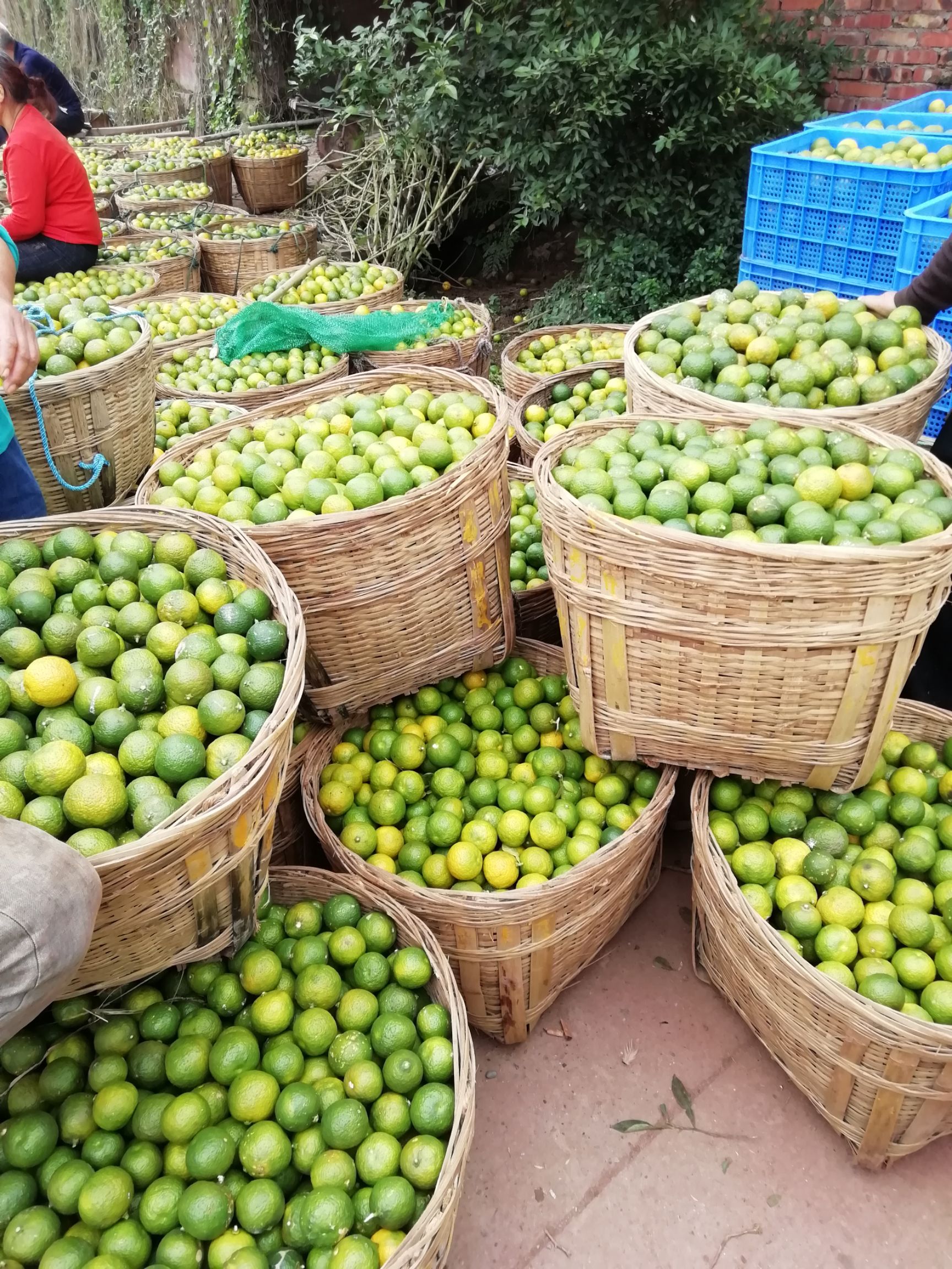 血橙种子  香橙种子。