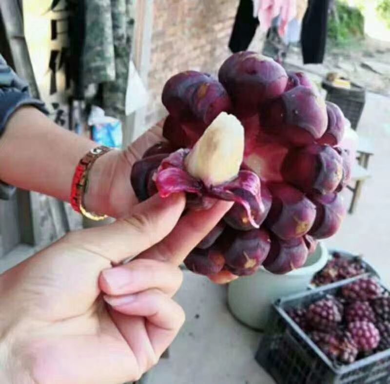  黑老虎苗 当年可结果 带营养杯带土带叶发货