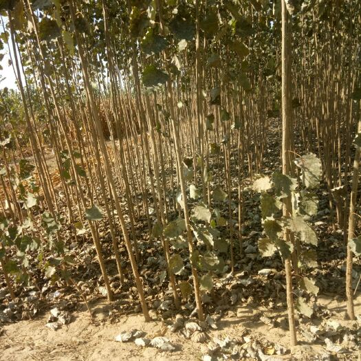 威县 一至七公分107速生杨，4至8公分毛白杨