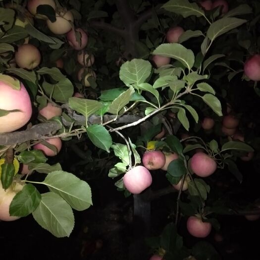 易县 天然的，好吃的大苹果