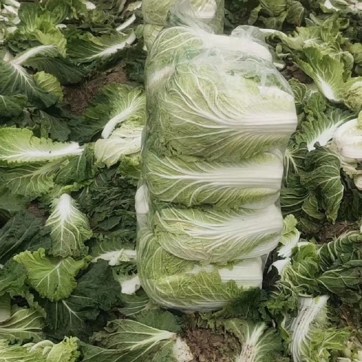 夏邑县 夏邑大白菜大量供应。质量好价格低