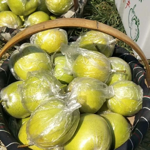大城县雪梨 90mm以上 200-250g