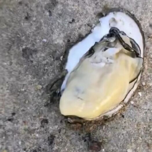 北海北海牡蛎 北海肥蚝提供各种品质肥度鲜活生蚝品种多样发货迅速