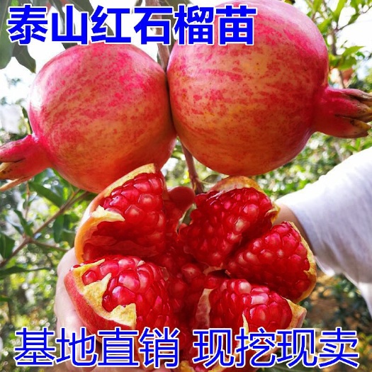平邑县泰山大红石榴树苗 石榴树树苗软籽泰山大红石榴苗南方北方种植盆栽地栽特大水果树