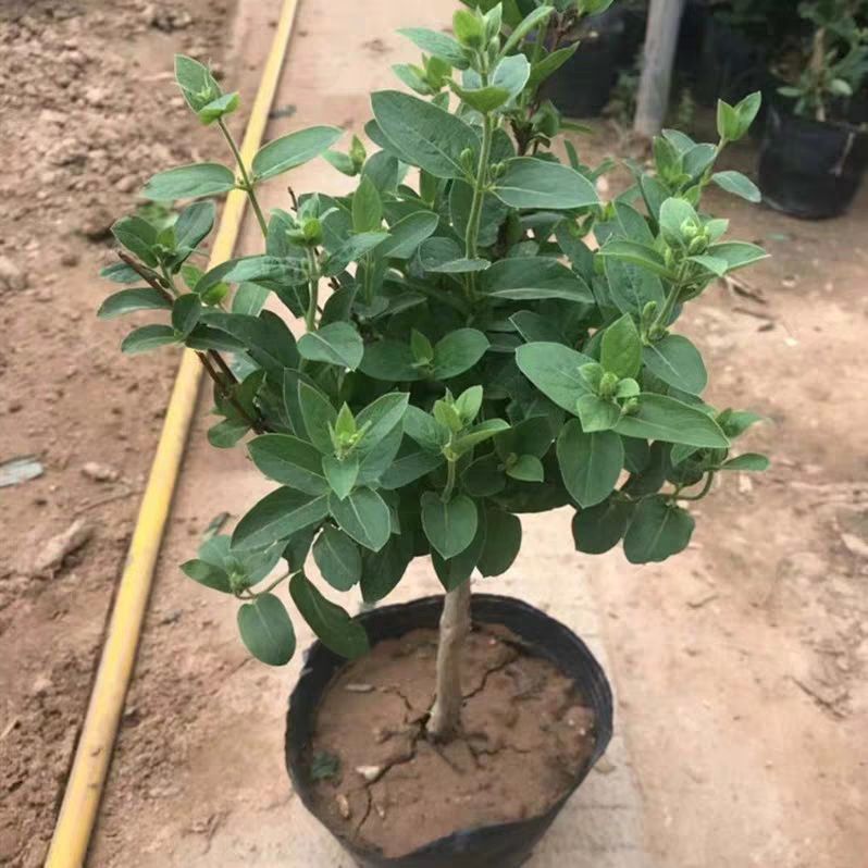 四季金银花苗 金银花品种齐全，山银，大毛，红色，金花三号，懒汉，南银，北花