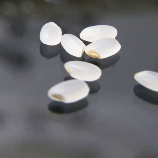 肇源县胚芽米 被誉为“天赐营养源”胚芽蕴含丰富的蛋白质、淀粉、膳食纤维