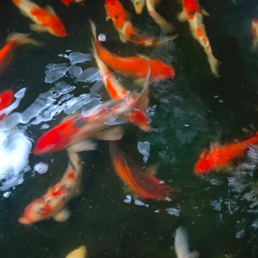 曹县红白三色锦鲤 观赏鱼