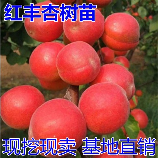 平邑县 红丰杏树苗嫁接早熟特大杏子树苗南北方种植沙金红杏子苗当年结果