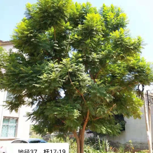 成都 600亩专业蓝花楹，郫县，金堂，自贡，眉山基地。