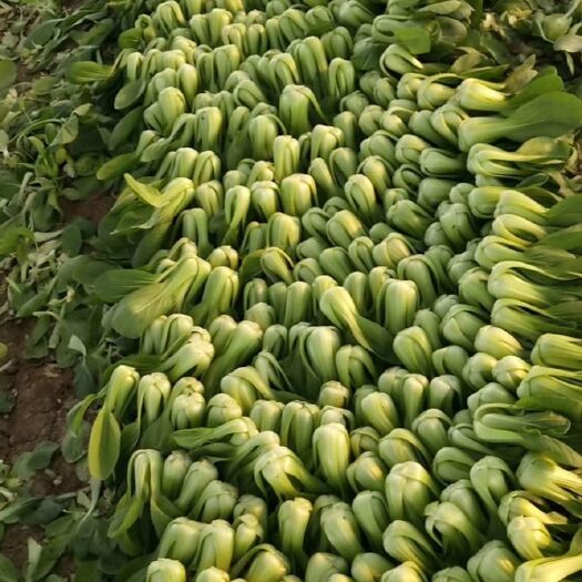 长沙小青菜 8cm以下