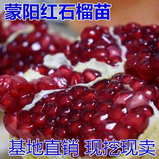 平邑县 特大石榴树苗突尼斯石榴苗当年结果南北方盆栽地栽蒙阳红石榴树苗