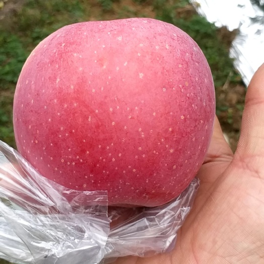 翼城县嘎啦苹果  冰糖心红富士苹果