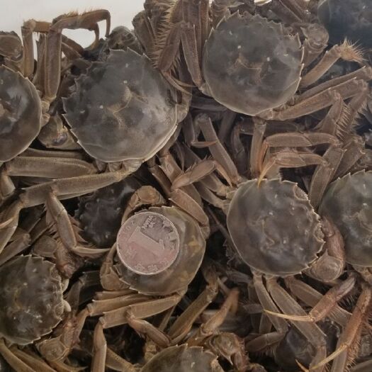 长荡湖大闸蟹 优质老头蟹，规格好，量多，价格合理