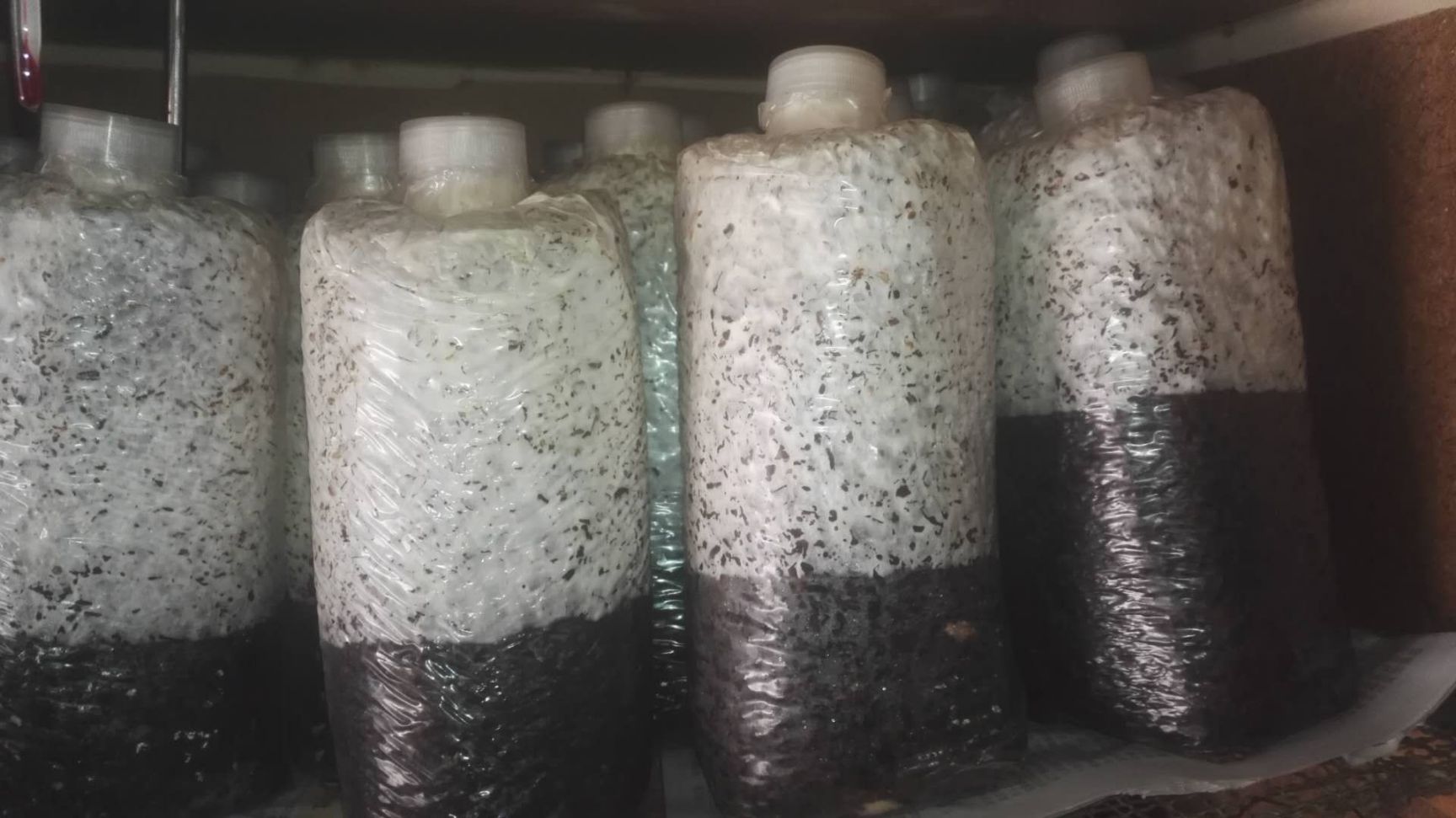 平菇菌种 优质高效抗病平菇 二级种原种 蘑菇种 大量供应 栽培种 批发