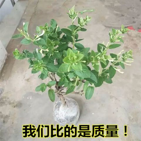 四季金银花苗 金银花品种齐全，山银，大毛，红色，金花三号，懒汉，南银，北花