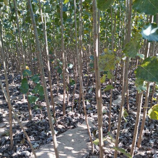 乐陵市107速生杨 0-6公分速生杨