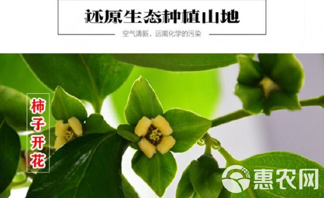  果树苗磨盘柿子树苗嫁接磨盘柿苗南北方种植盆栽地栽当年结果