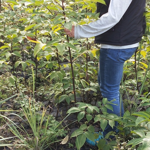 兴安县吴茱萸苗  正宗吴茱萸中花苗