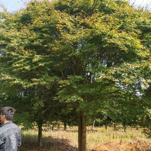 全州县日本红枫 红枫