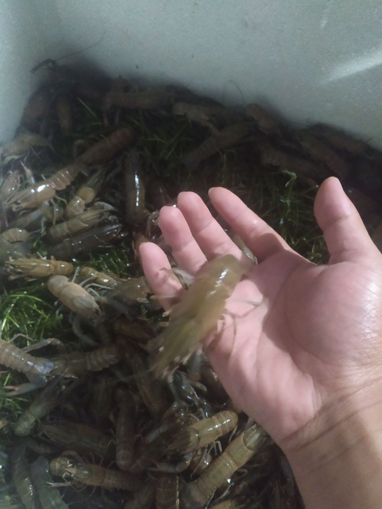  澳洲淡水龙虾苗大苗，成活率高