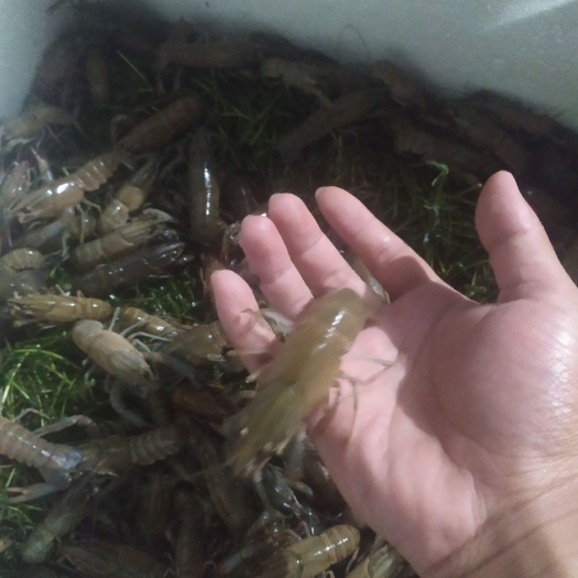广州 澳洲淡水龙虾苗大苗，成活率高