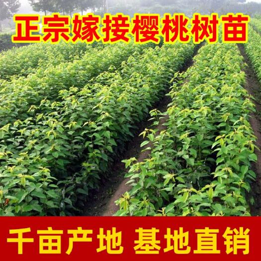 平邑县红灯樱桃苗 樱桃亩 育苗基地 产量高 质量保证