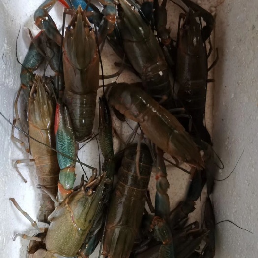 江门 澳洲淡水龙虾