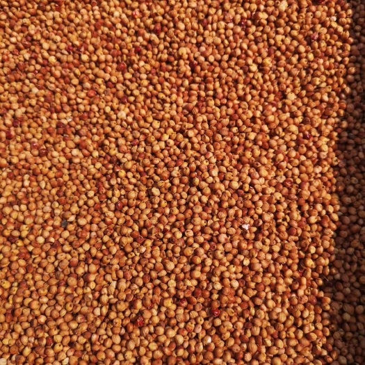 涡阳县 大量出售红樱子茅台专用高粱品质好价格优