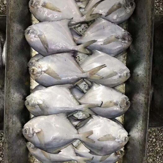 荣成市 各种规格鲳鱼