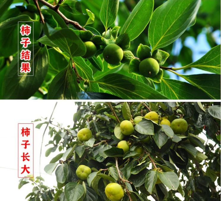  火晶柿子苗树盆栽地栽嫁接南方北方种植四季特大庭院阳台当年结果