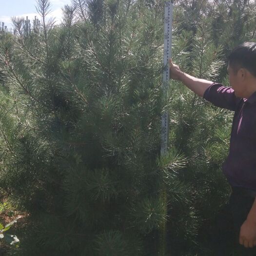 泰安 山东精品白皮松一米到六米白皮松，质量好，价格合理，需要的联系