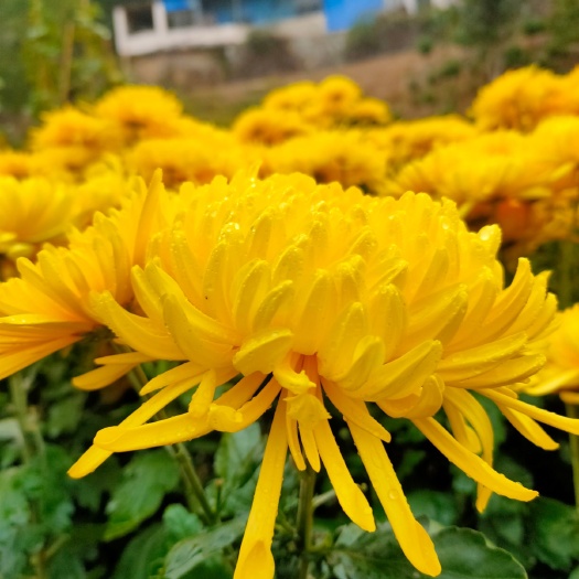 歙县金丝皇菊苗  基地直供，金丝皇菊，婺源皇菊苗，诚信为本技术提供签定回收合同