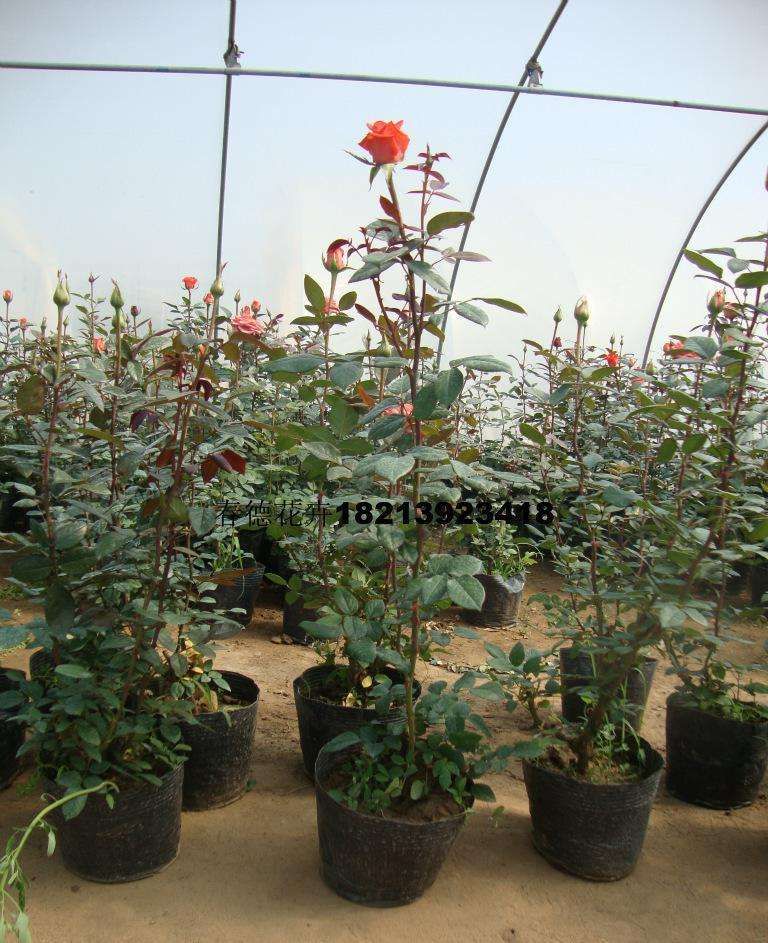  月季花苗嫁接品种月季花，大花月季品种多保成活。