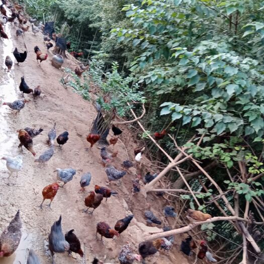 广南县 正宗的本地土鸡，是生态养殖。