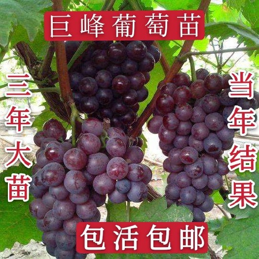 平邑县 优质巨峰葡萄苗 三年大苗 当年结果 耐旱抗寒 南北方种植