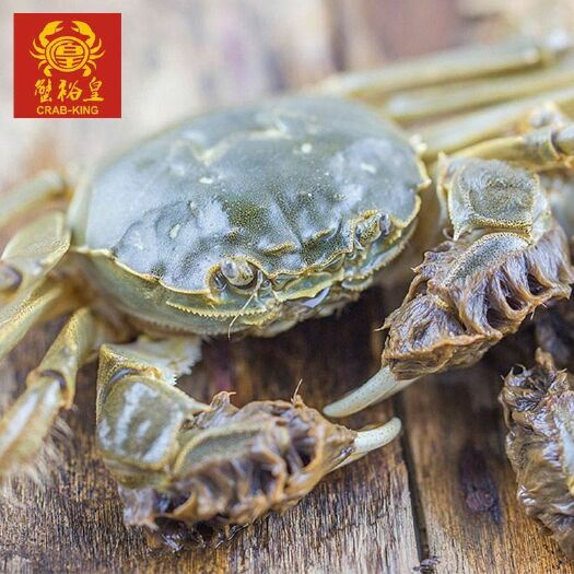 潜江市母蟹批发 塘口现货高品质洪湖清水饱满大闸蟹螃蟹毛蟹