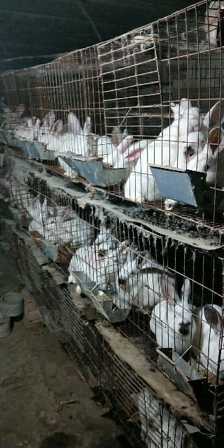 襄垣县 出售肉兔100只四斤