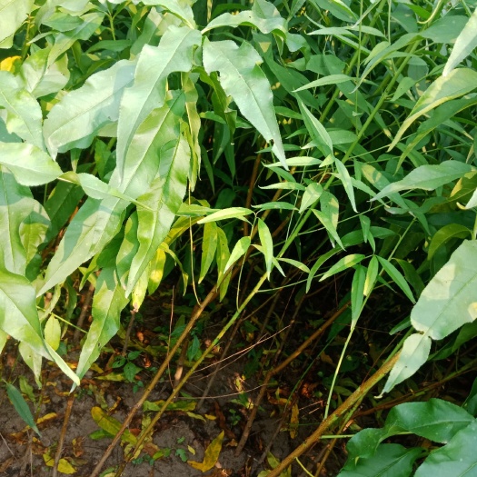 砀山县春美桃苗 我们的砀山梨苗，桃苗量大新品种多供各位种植大户品种真价格优。