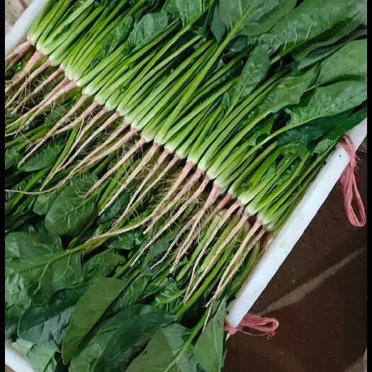 寿光市 菠菜，黑叶菠菜