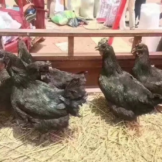 昆明黑凤鸡苗 广西参皇快大型黑毛乌鸡