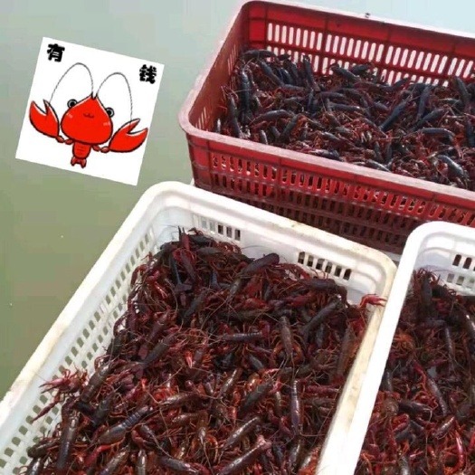 监利市 大量供应，小龙虾虾苗，虾种，