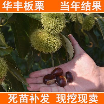 平邑县 大红袍华丰板栗树苗嫁接迁西板栗苗燕山早丰果苗栗子树苗南方北