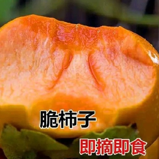 当阳市阳丰甜柿苗 日本甜柿，太秋甜柿从树上现摘现吃，味道脆甜可口。