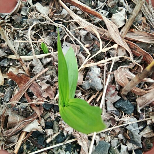 瑞金市紫花白芨苗 紫花三叉大白及种芽，鲜货出售中