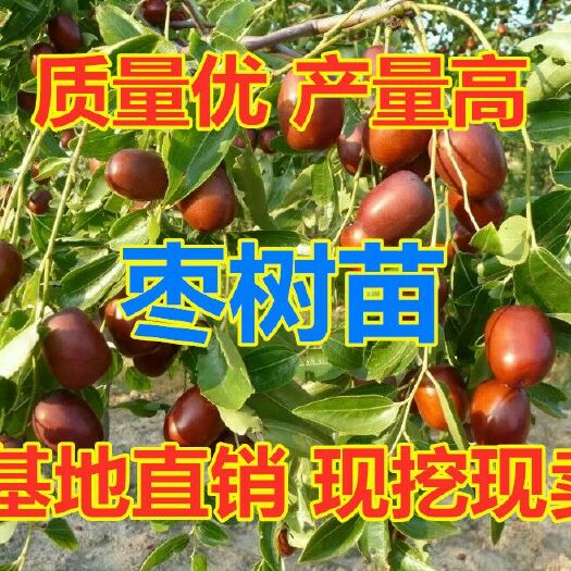 平邑县 嫁接枣树苗沾化冬枣院栽地栽果树苗南北方种植当年结果全国包邮
