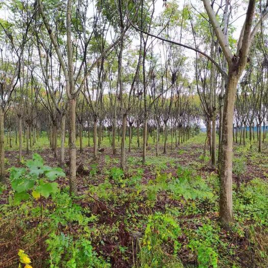 崇州市 大量15公分左右栾树
