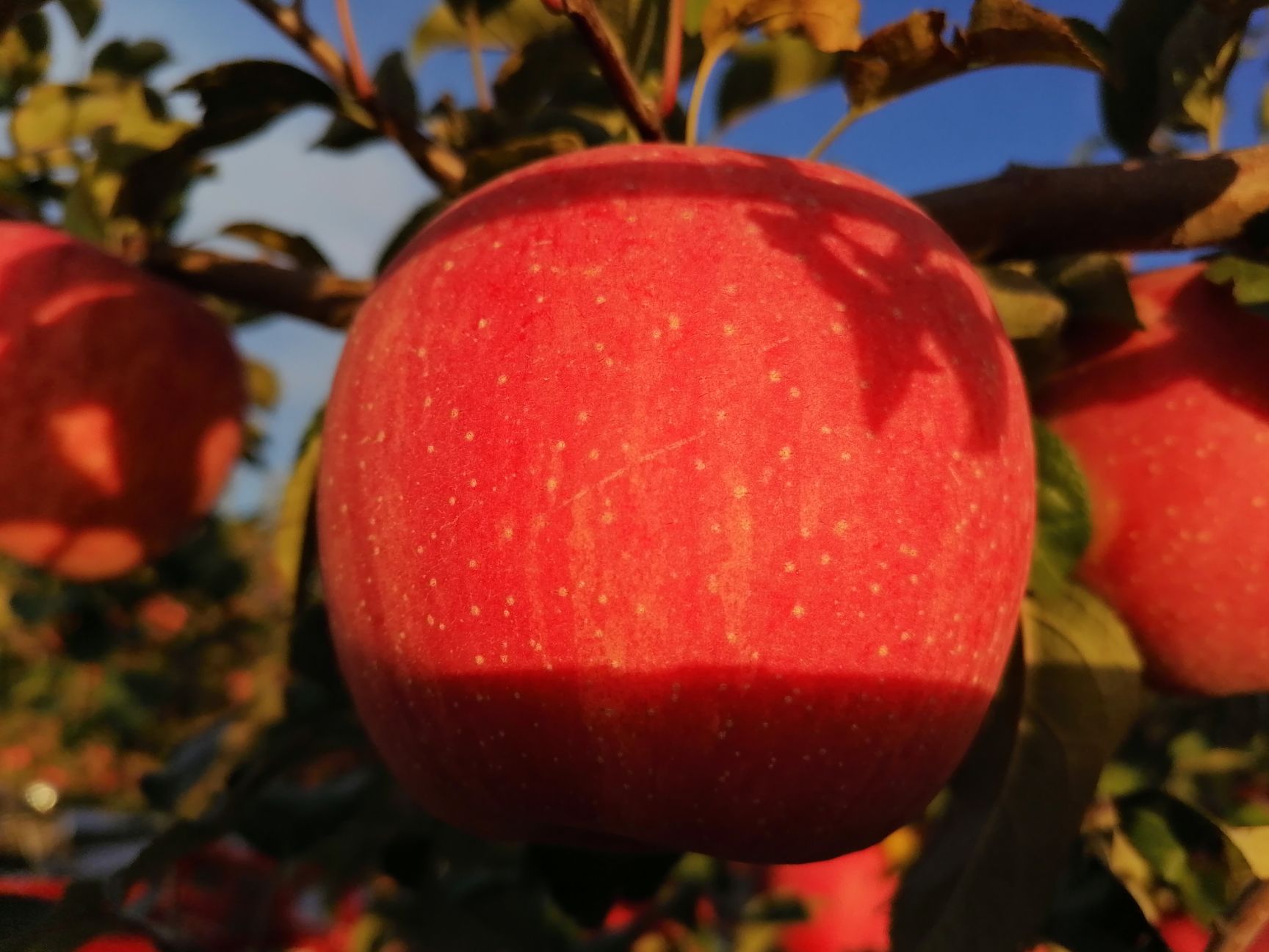 高原红苹果，产地直发，现在现发，口感脆甜，颜色红，果形正