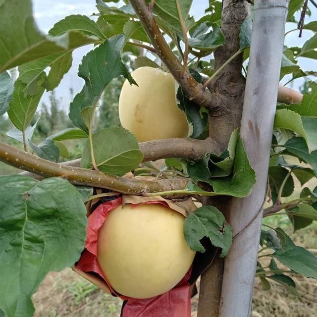  矮化苹果树苗出售 山东苹果苗基地