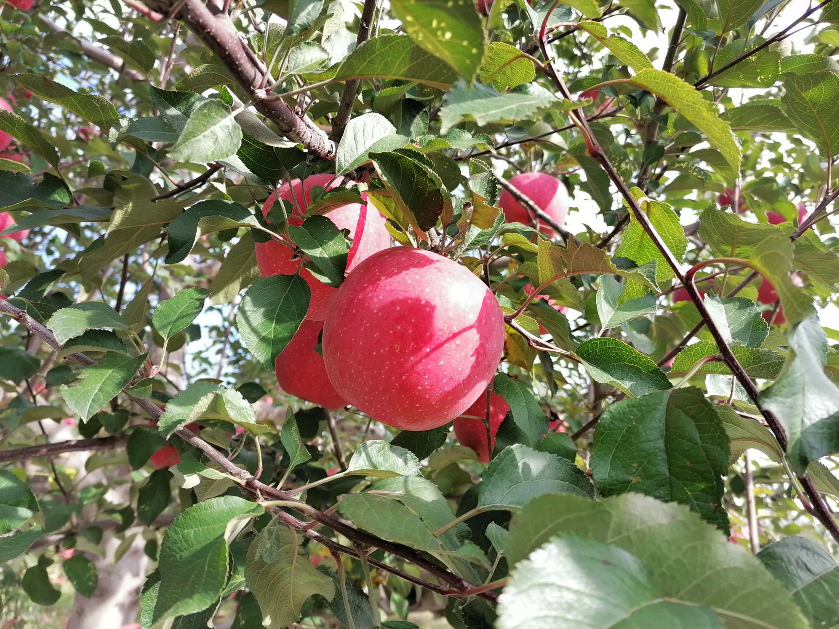 高原紅蘋(píng)果，產(chǎn)地直發(fā)，現(xiàn)在現(xiàn)發(fā)，口感脆甜，顏色紅，果形正